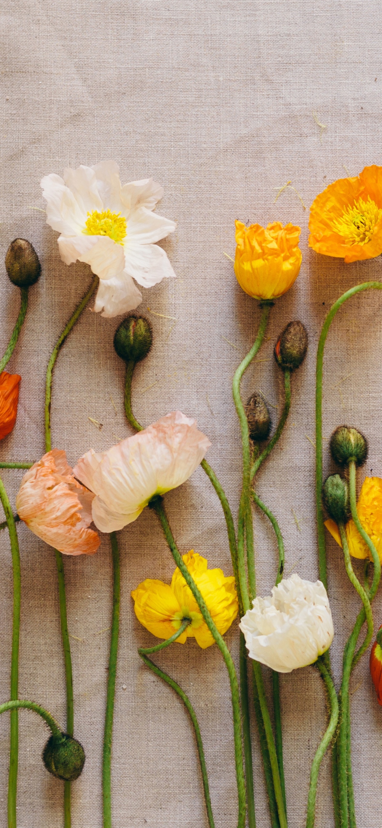 Обои флористика, желтый, срезанные цветы, флористики, полевой цветок в разрешении 1242x2688