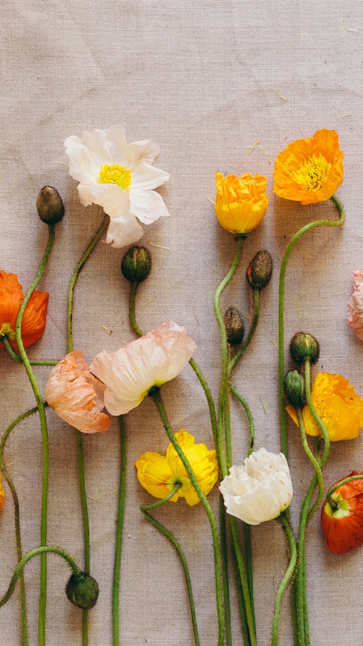 Обои флористика, желтый, срезанные цветы, флористики, полевой цветок в разрешении 720x1280