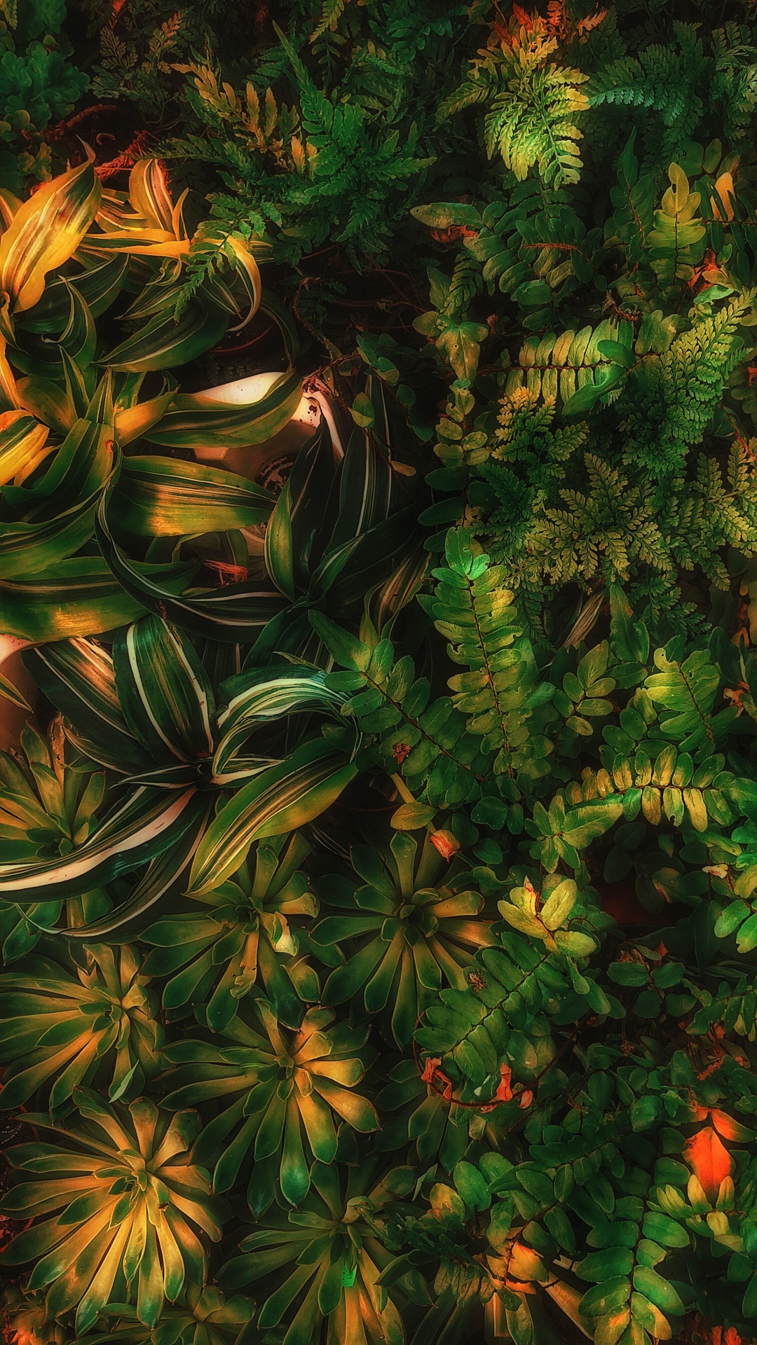 Обои Шон Форест зеленый эстетика, зеленый, наземное растение, лиственница, вечнозеленое растение в разрешении 1080x1920