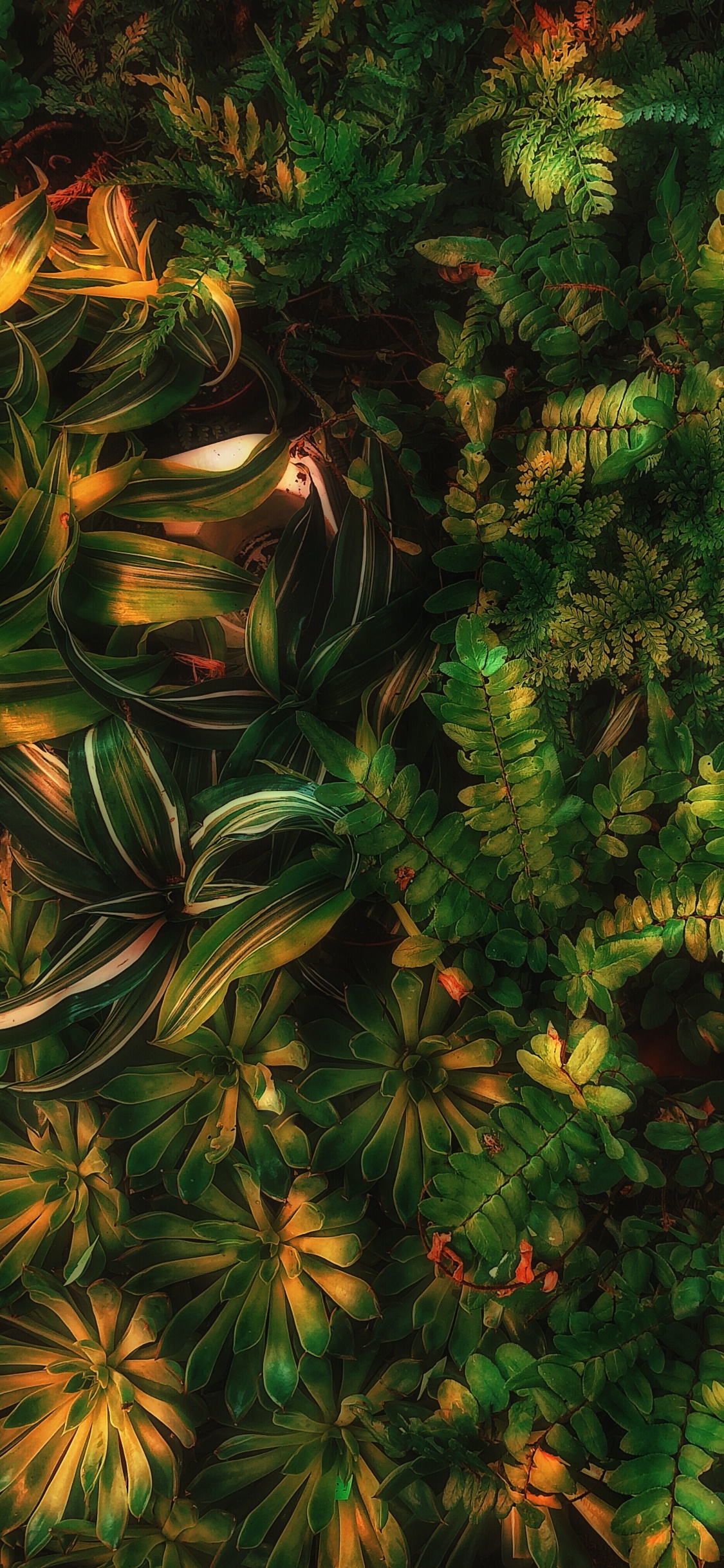 Обои Шон Форест зеленый эстетика, зеленый, наземное растение, лиственница, вечнозеленое растение в разрешении 1125x2436