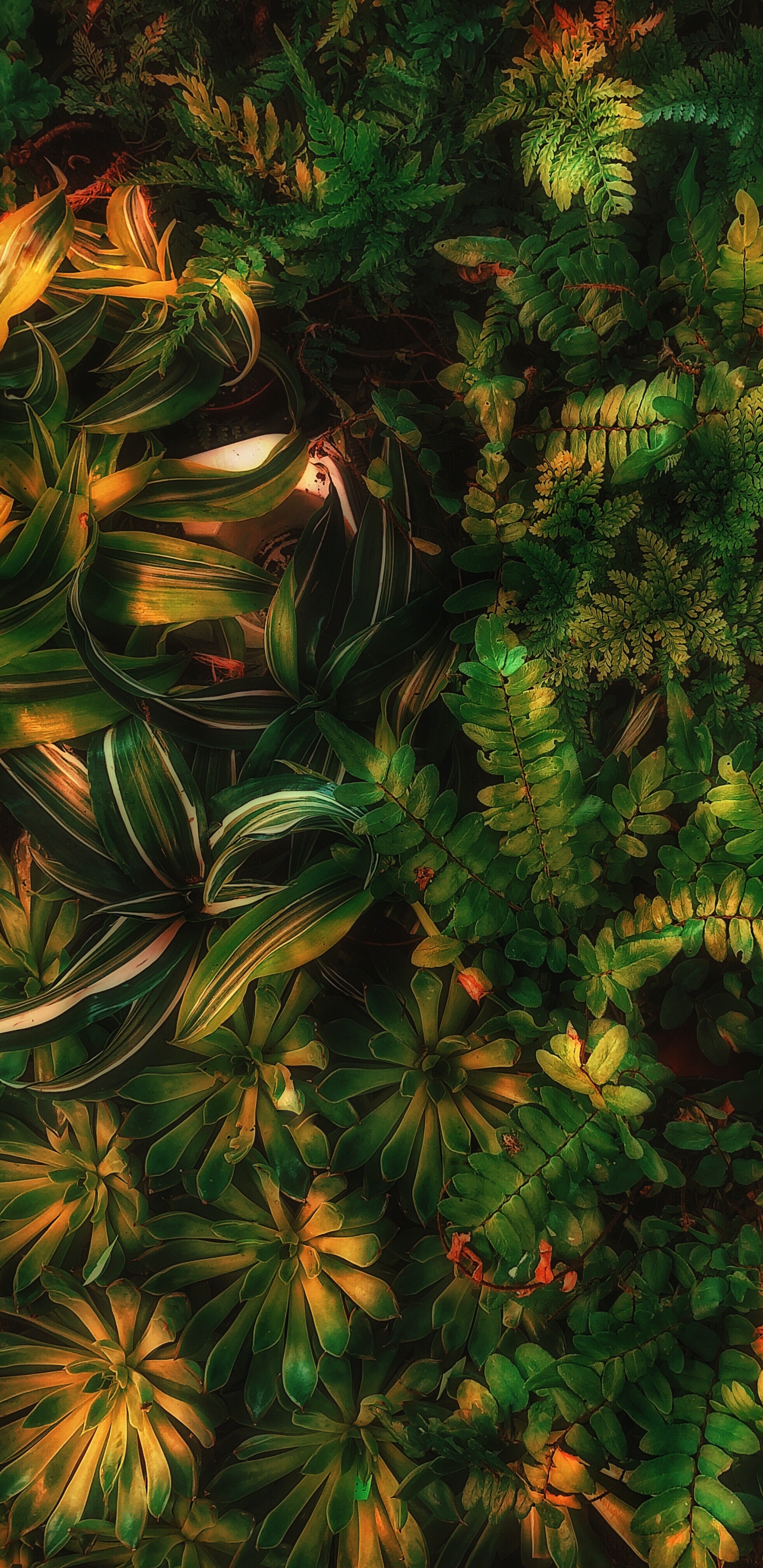 Обои Шон Форест зеленый эстетика, зеленый, наземное растение, лиственница, вечнозеленое растение в разрешении 1440x2960