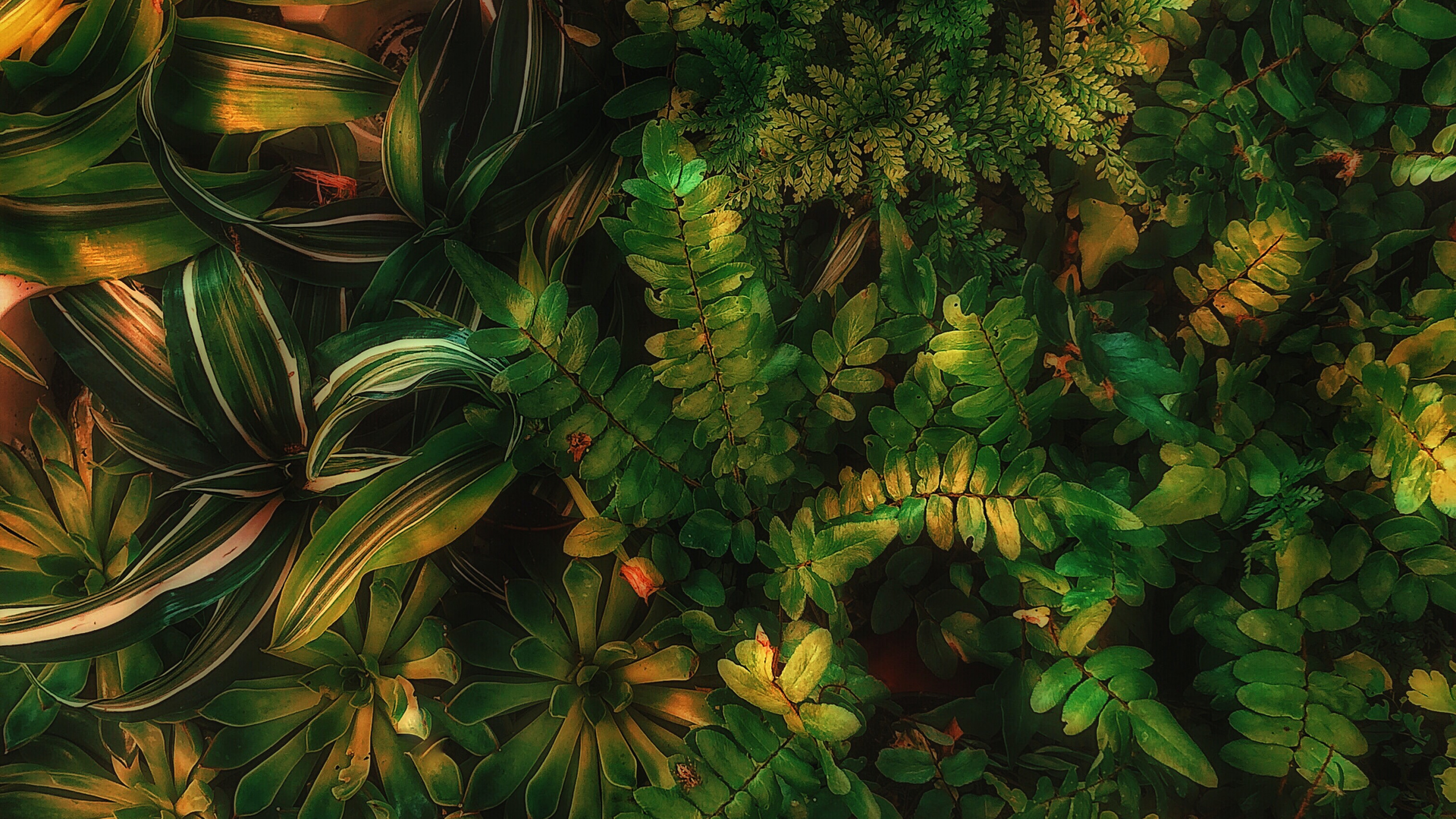 Обои Шон Форест зеленый эстетика, зеленый, наземное растение, лиственница, вечнозеленое растение в разрешении 2560x1440