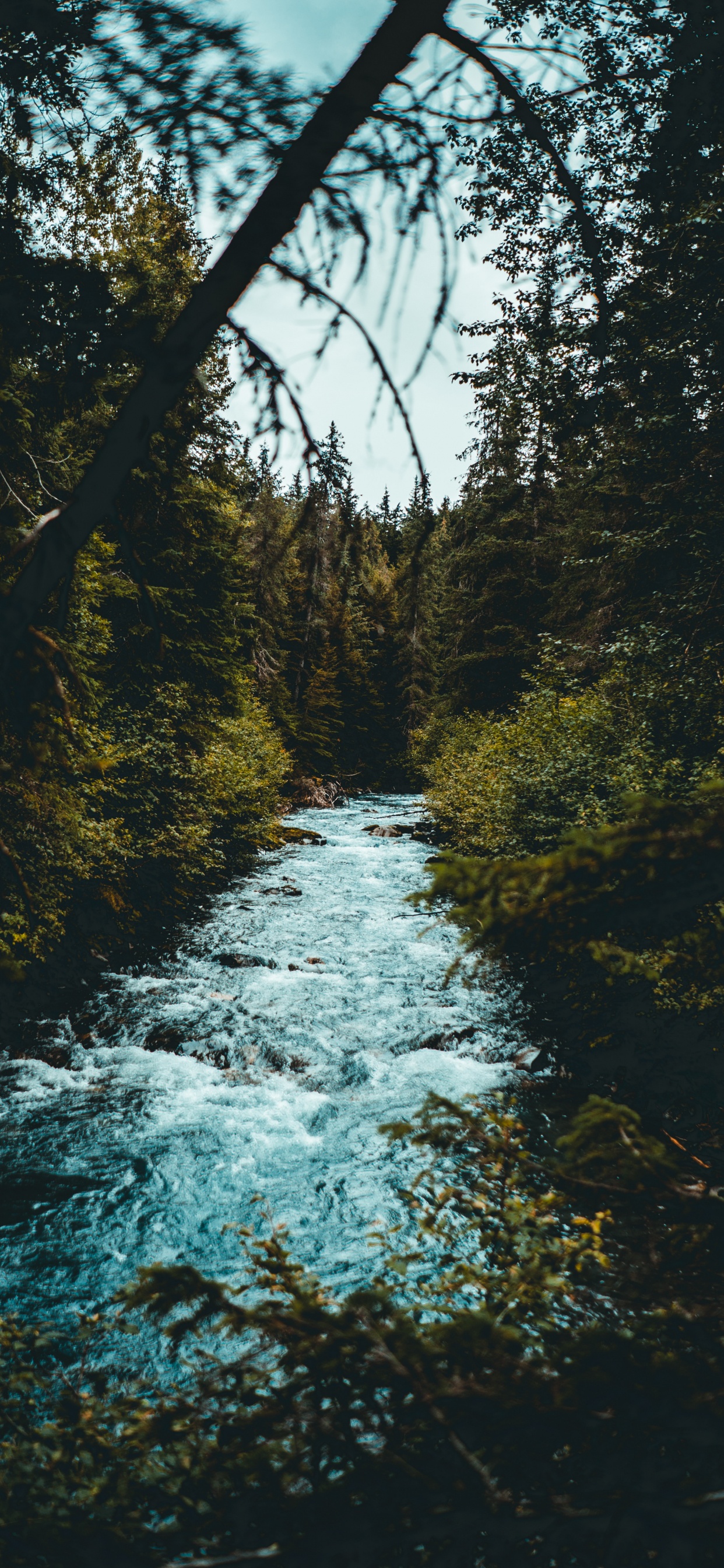 Обои дерево, природа, вода, природный ландшафт, природный заповедник в разрешении 1242x2688