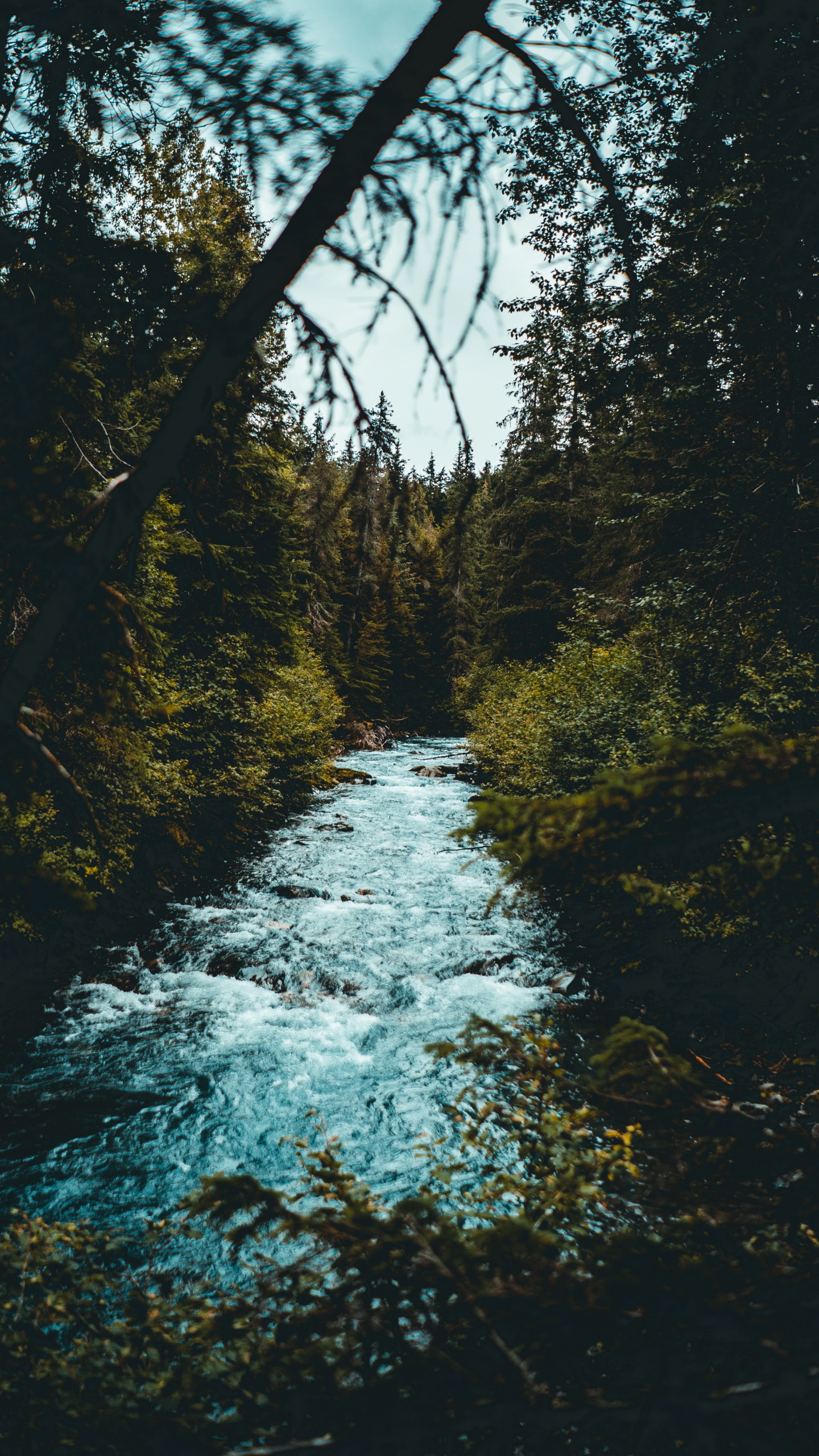 Обои дерево, природа, вода, природный ландшафт, природный заповедник в разрешении 1440x2560