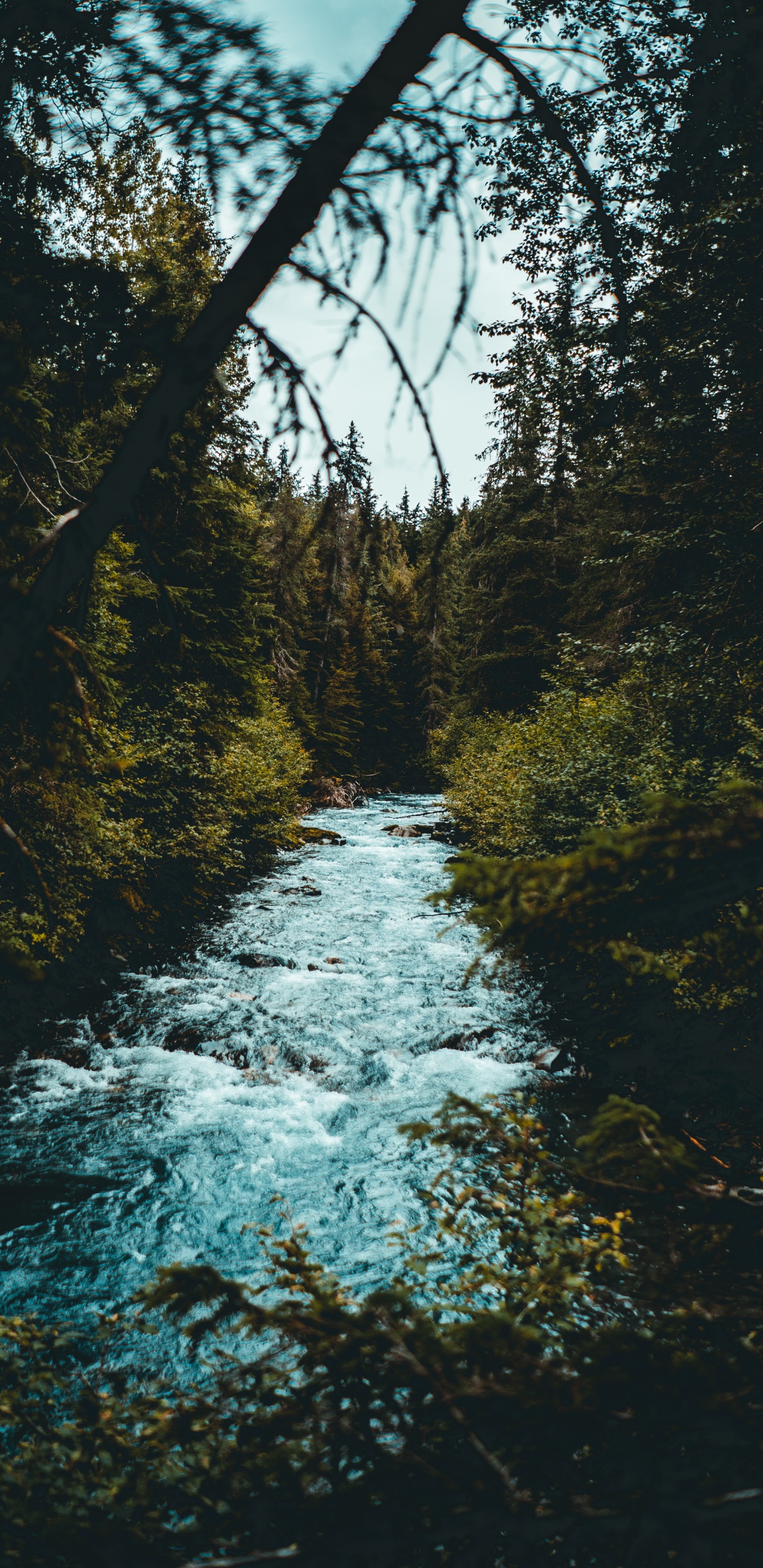 Обои дерево, природа, вода, природный ландшафт, природный заповедник в разрешении 1440x2960