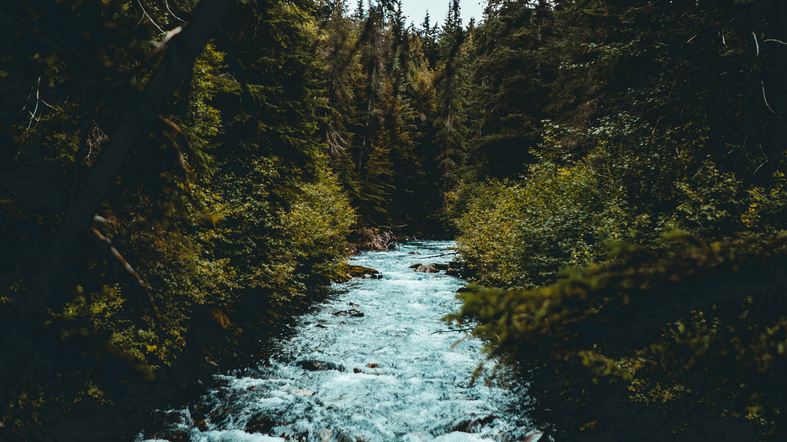 Обои дерево, природа, вода, природный ландшафт, природный заповедник в разрешении 2560x1440