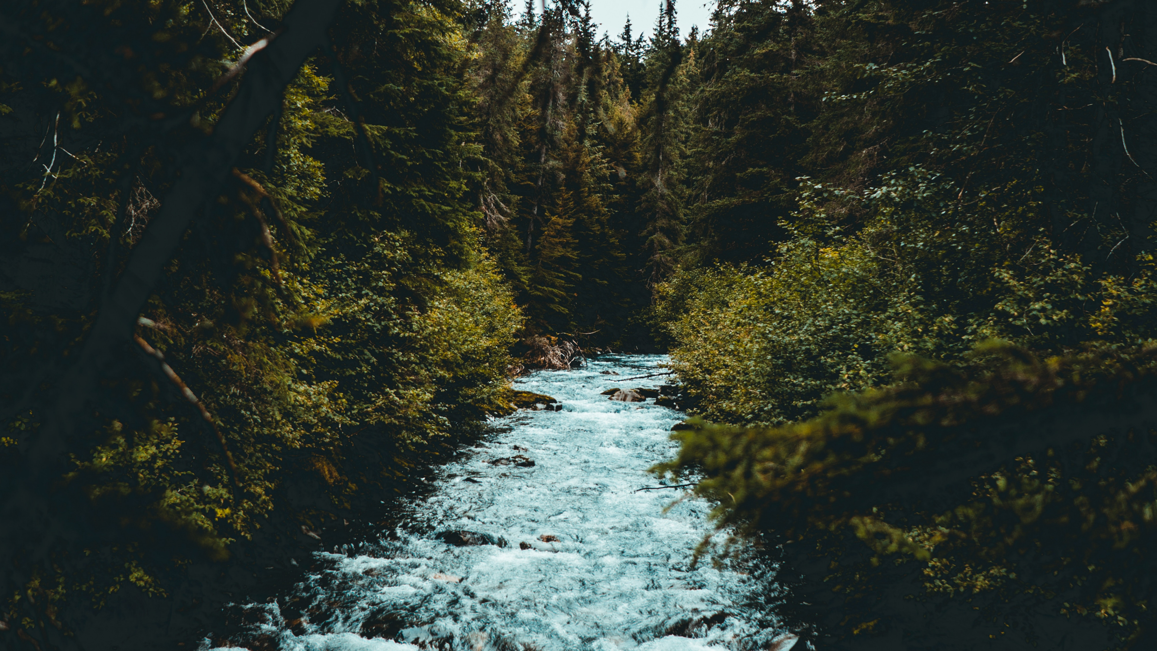 Обои дерево, природа, вода, природный ландшафт, природный заповедник в разрешении 3840x2160