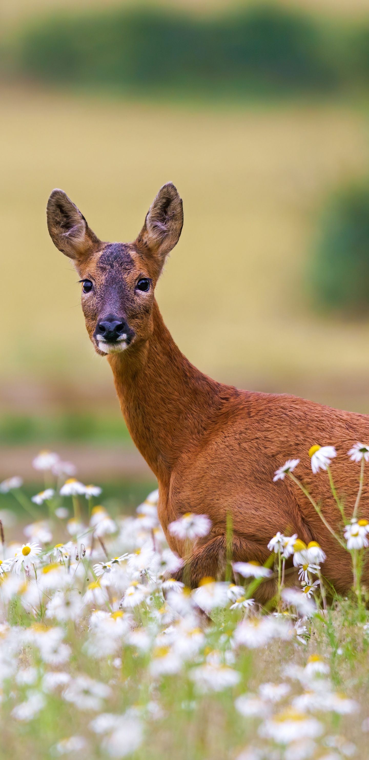 Обои живая природа, олень, белохвостый олень, цветок, растение в разрешении 1440x2960