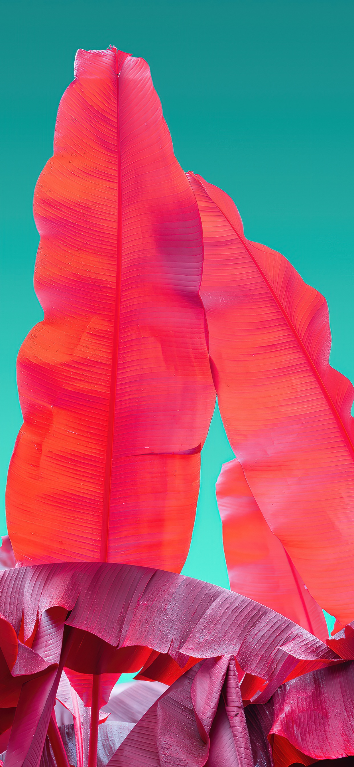 Обои Оранжевый цвет, Компания Wacom, саман, лепесток, жест в разрешении 1242x2688