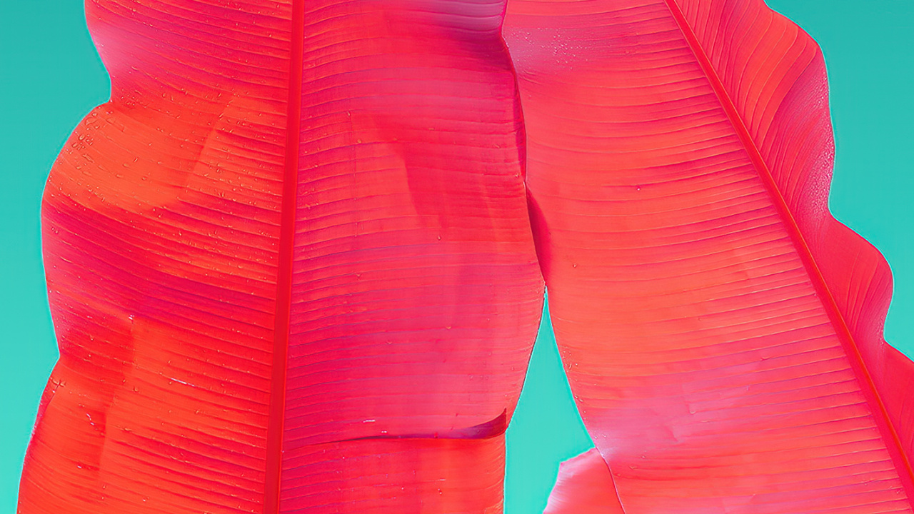 Обои Оранжевый цвет, Компания Wacom, саман, лепесток, жест в разрешении 1280x720