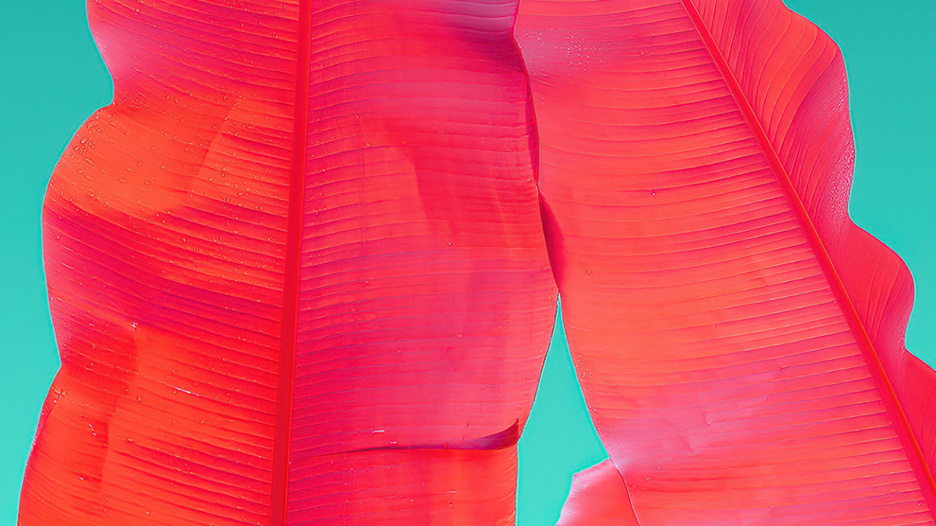 Обои Оранжевый цвет, Компания Wacom, саман, лепесток, жест в разрешении 1366x768