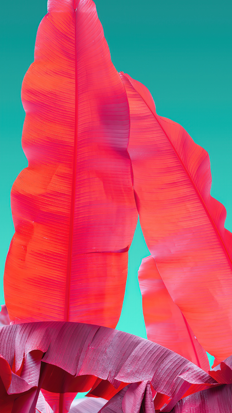 Обои Оранжевый цвет, Компания Wacom, саман, лепесток, жест в разрешении 750x1334