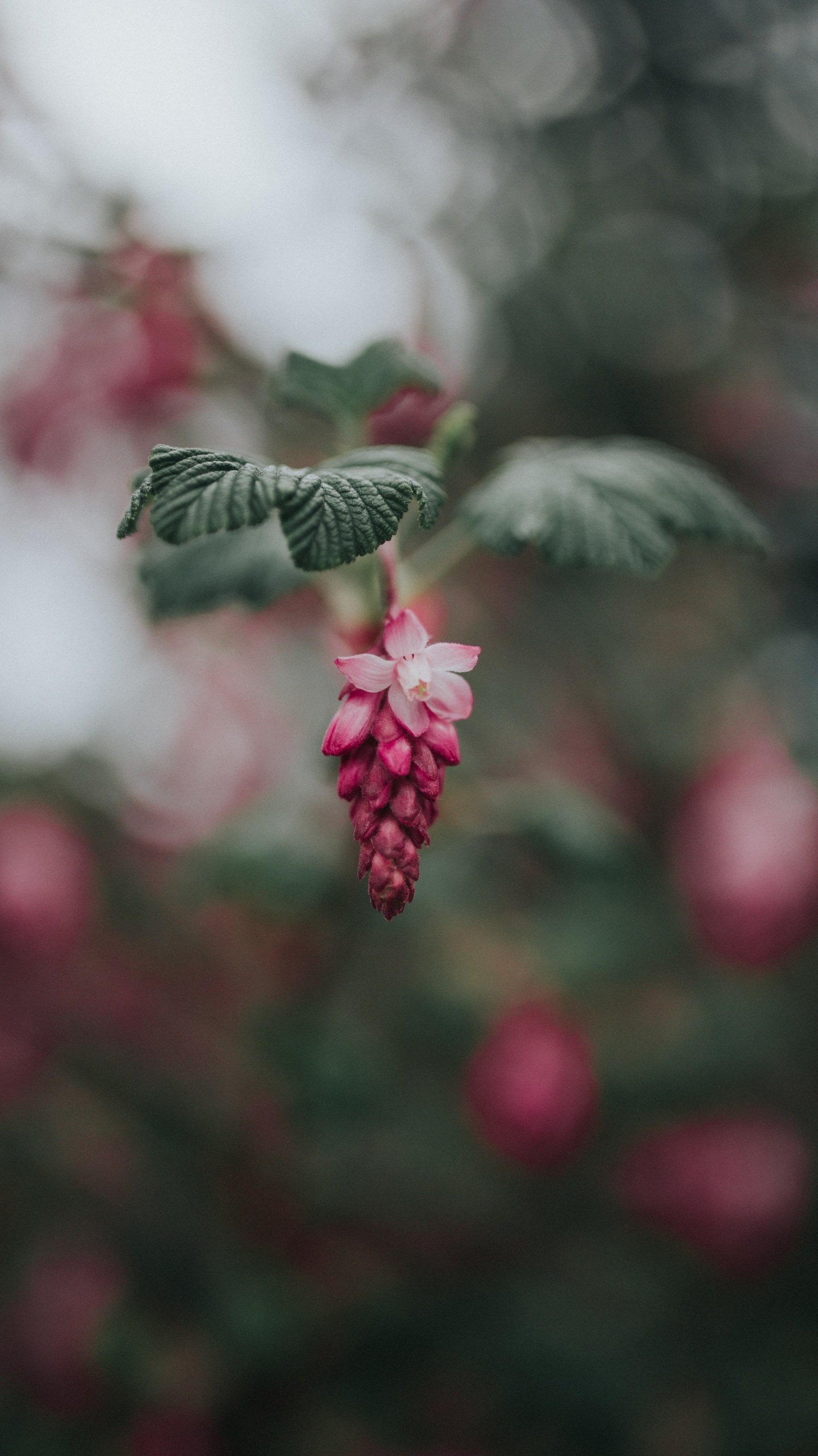 Обои цветок, розовый, красный цвет, зеленый, лист в разрешении 1440x2560