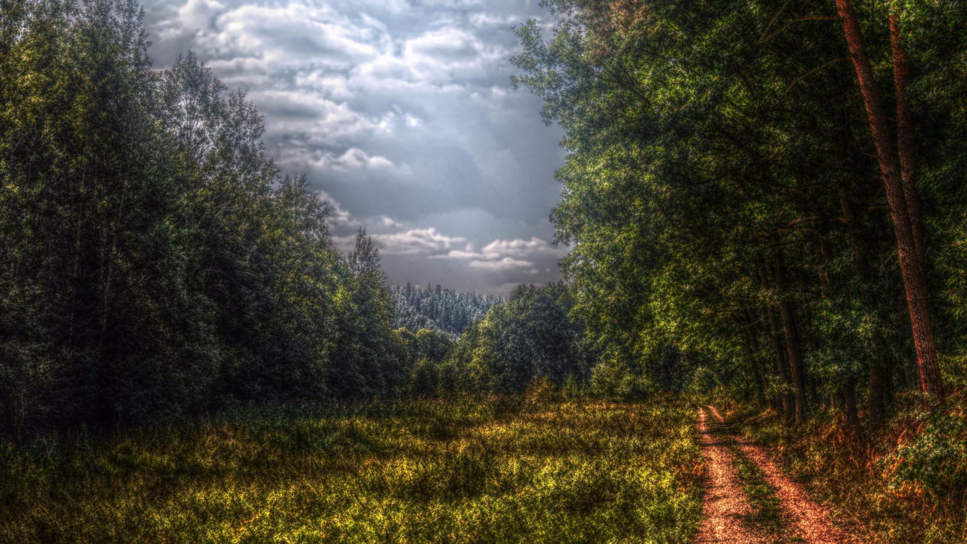 Обои лес, природа, дерево, растительность, дикая местность в разрешении 1920x1080