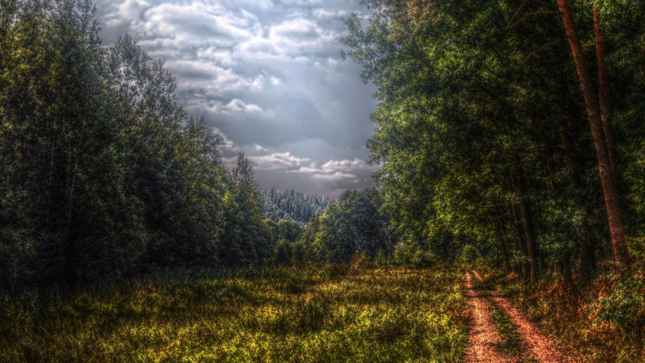 Обои лес, природа, дерево, растительность, дикая местность в разрешении 2560x1440