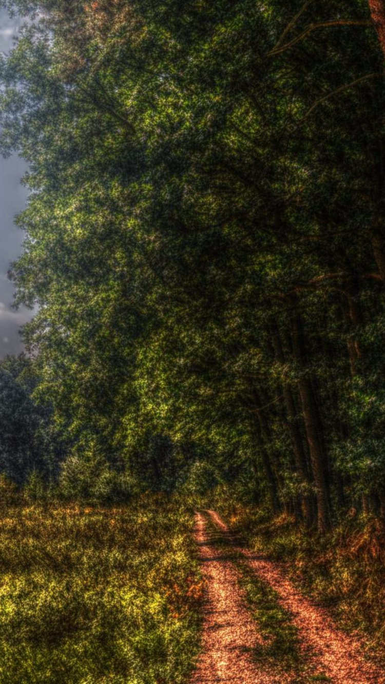 Обои лес, природа, дерево, растительность, дикая местность в разрешении 750x1334