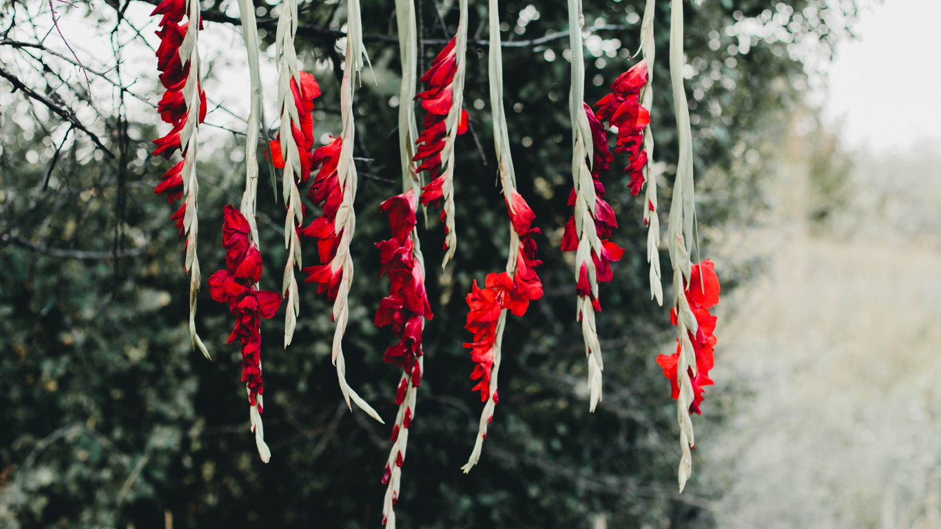 Обои дерево, ветвь, Флора, цветок, коклико в разрешении 1366x768