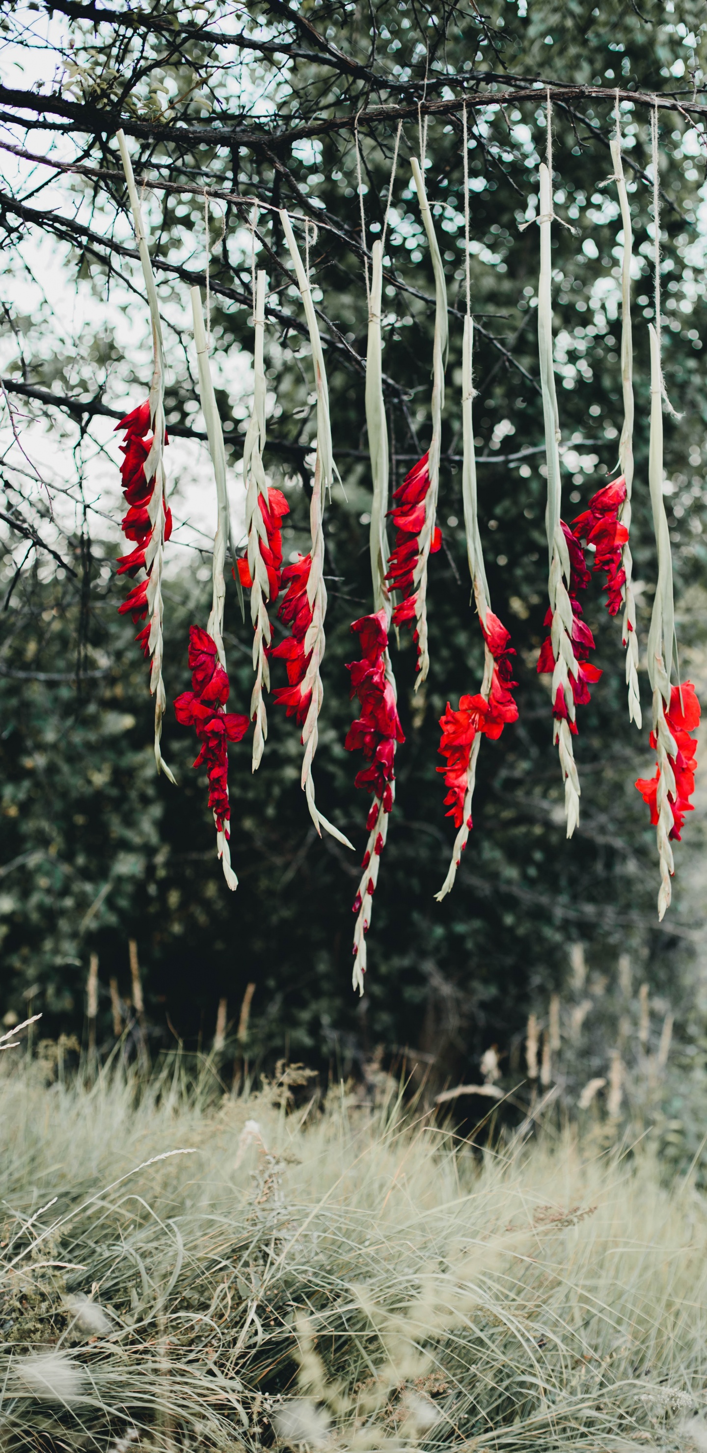 Обои дерево, ветвь, Флора, цветок, коклико в разрешении 1440x2960