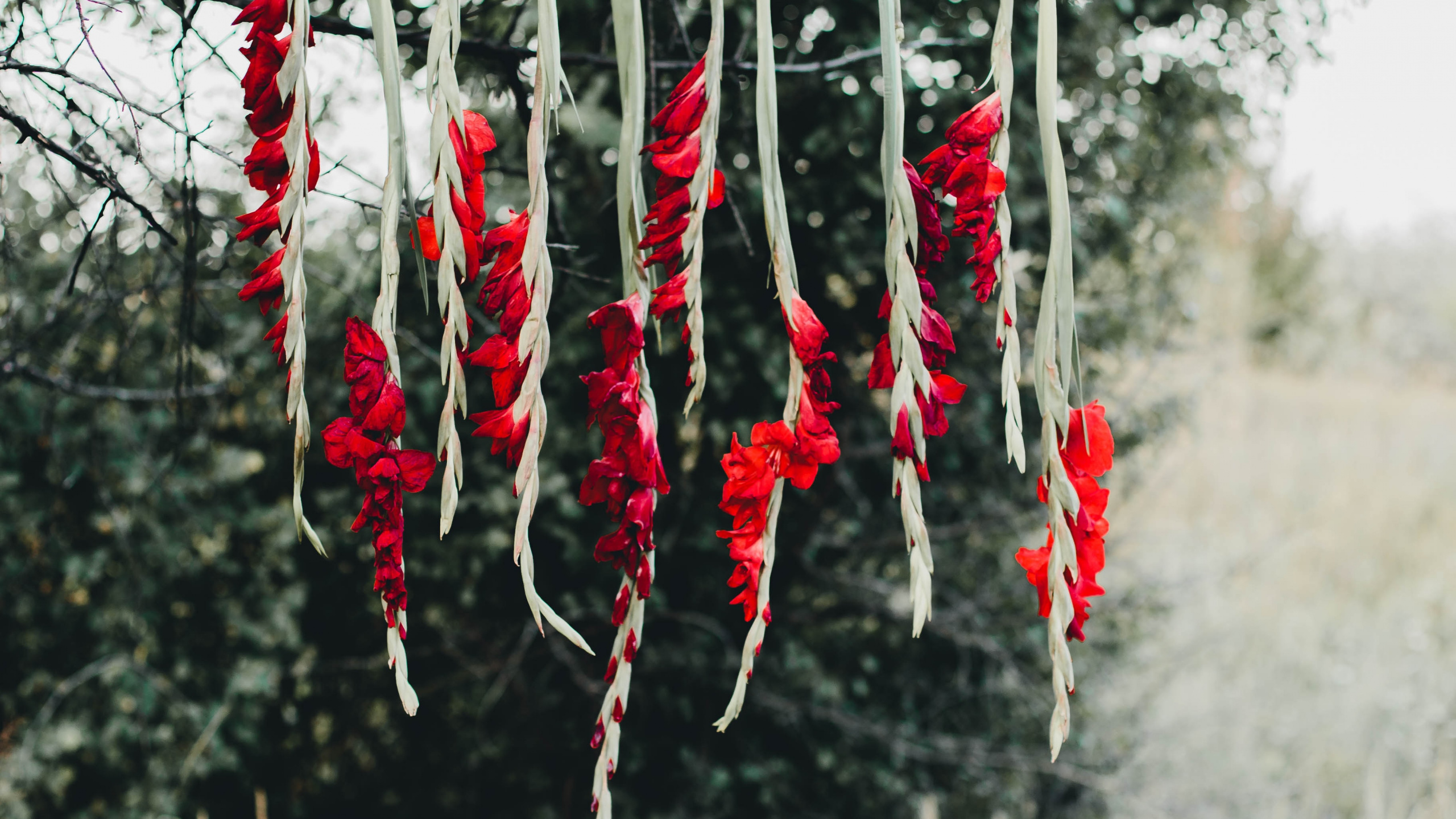 Обои дерево, ветвь, Флора, цветок, коклико в разрешении 2560x1440