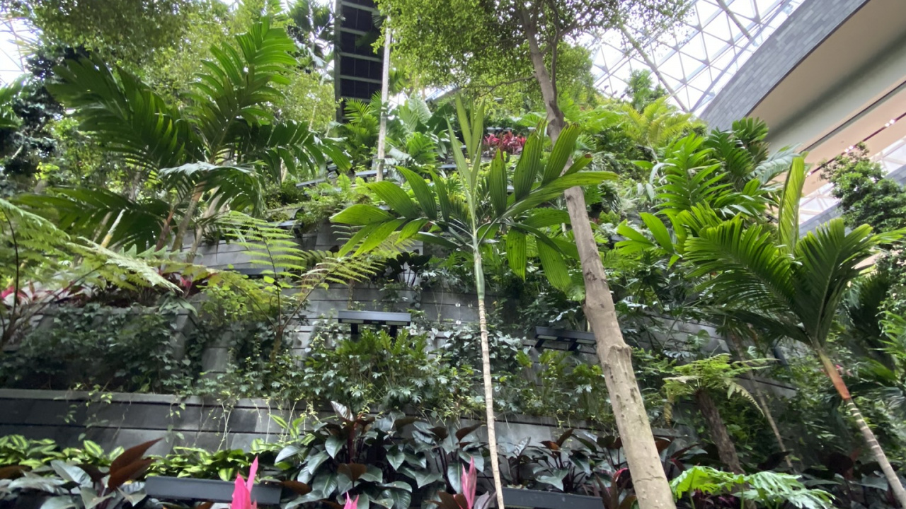 Обои Сингапур, теплица, биом, комнатное растение, пальмовые рощи в разрешении 1280x720