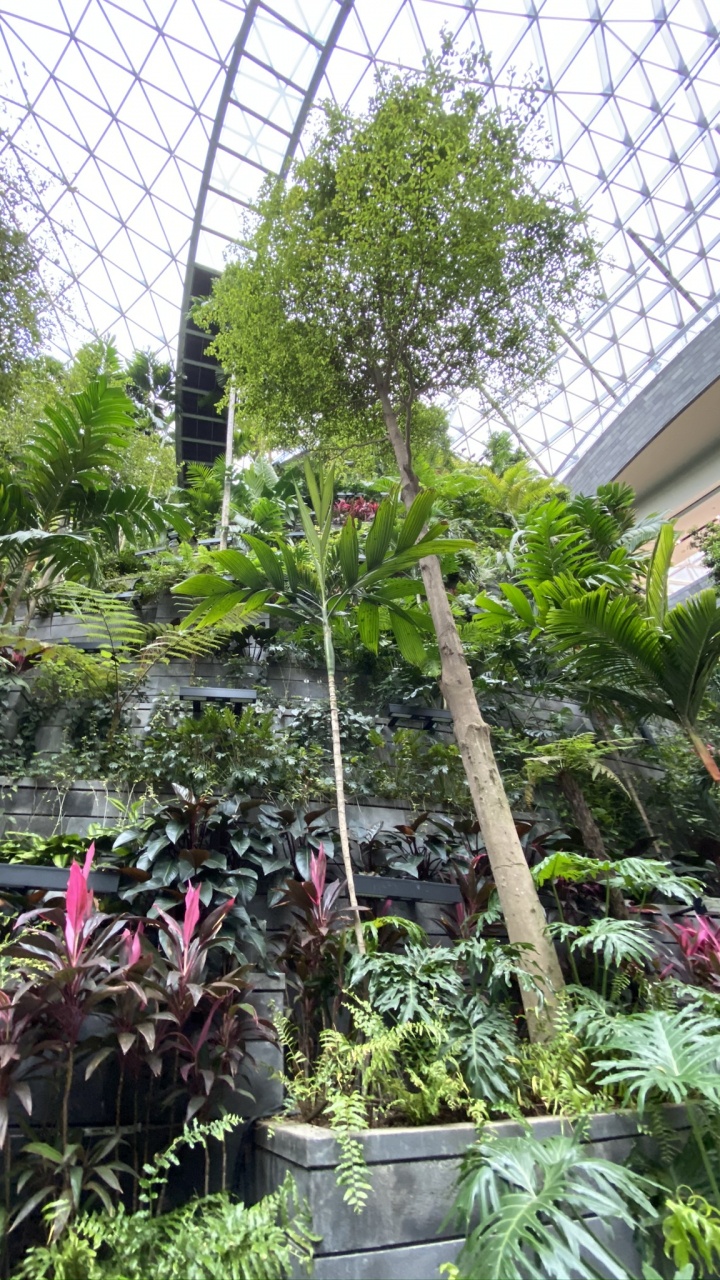 Обои Сингапур, теплица, биом, комнатное растение, пальмовые рощи в разрешении 720x1280