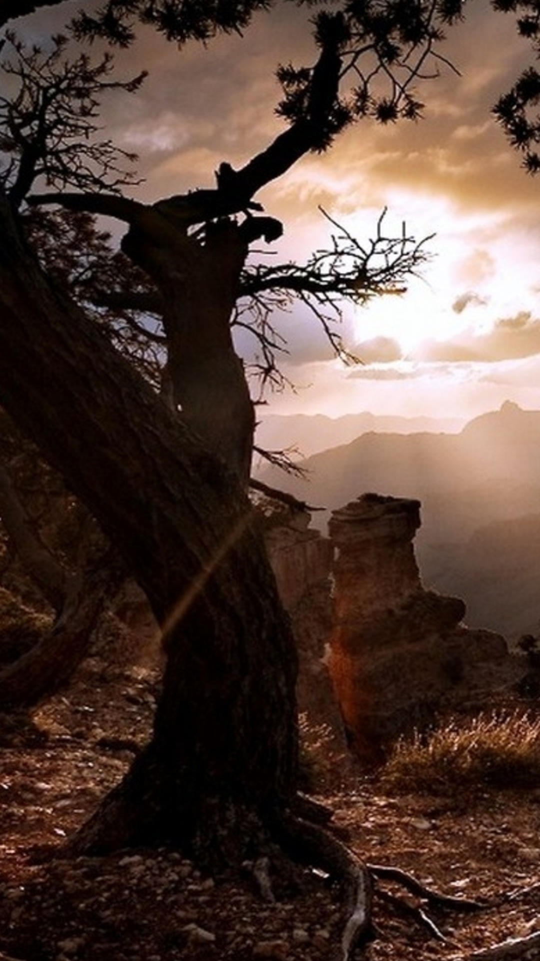 Обои пейзаж, солнечный свет, природа, атмосфера, дерево в разрешении 1080x1920