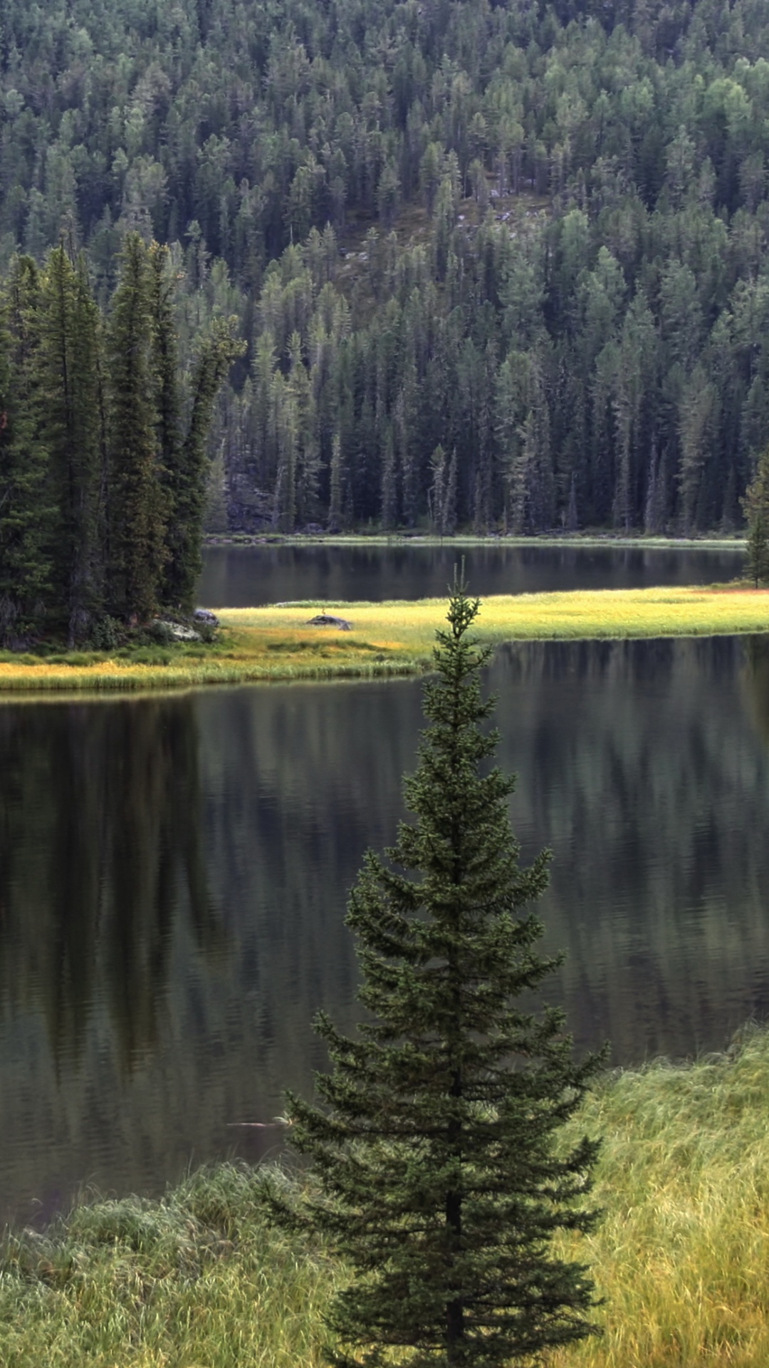 Обои отражение, ель, дерево, пустыня, природа в разрешении 1080x1920