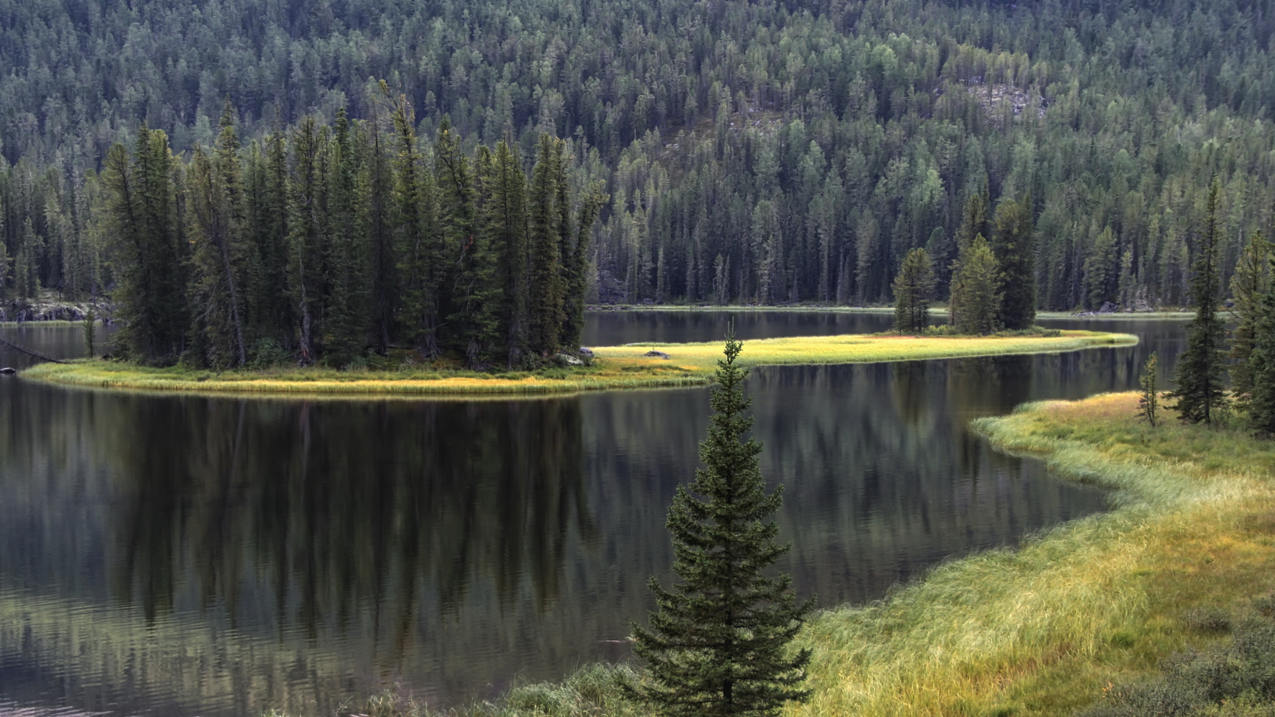 Обои отражение, ель, дерево, пустыня, природа в разрешении 2560x1440