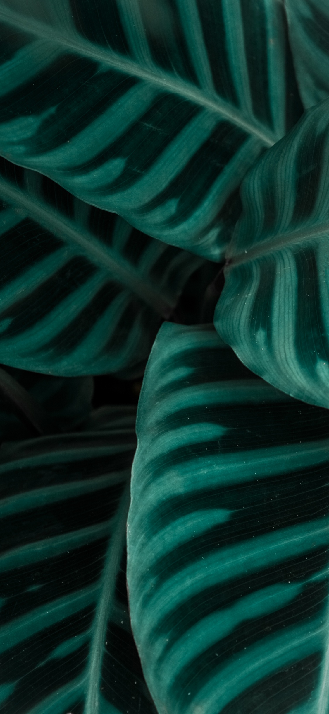 Обои ткань, зеленый, Аква, чирок, мышца в разрешении 1125x2436