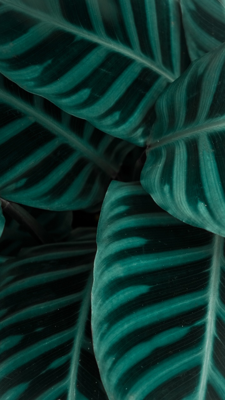 Обои ткань, зеленый, Аква, чирок, мышца в разрешении 720x1280