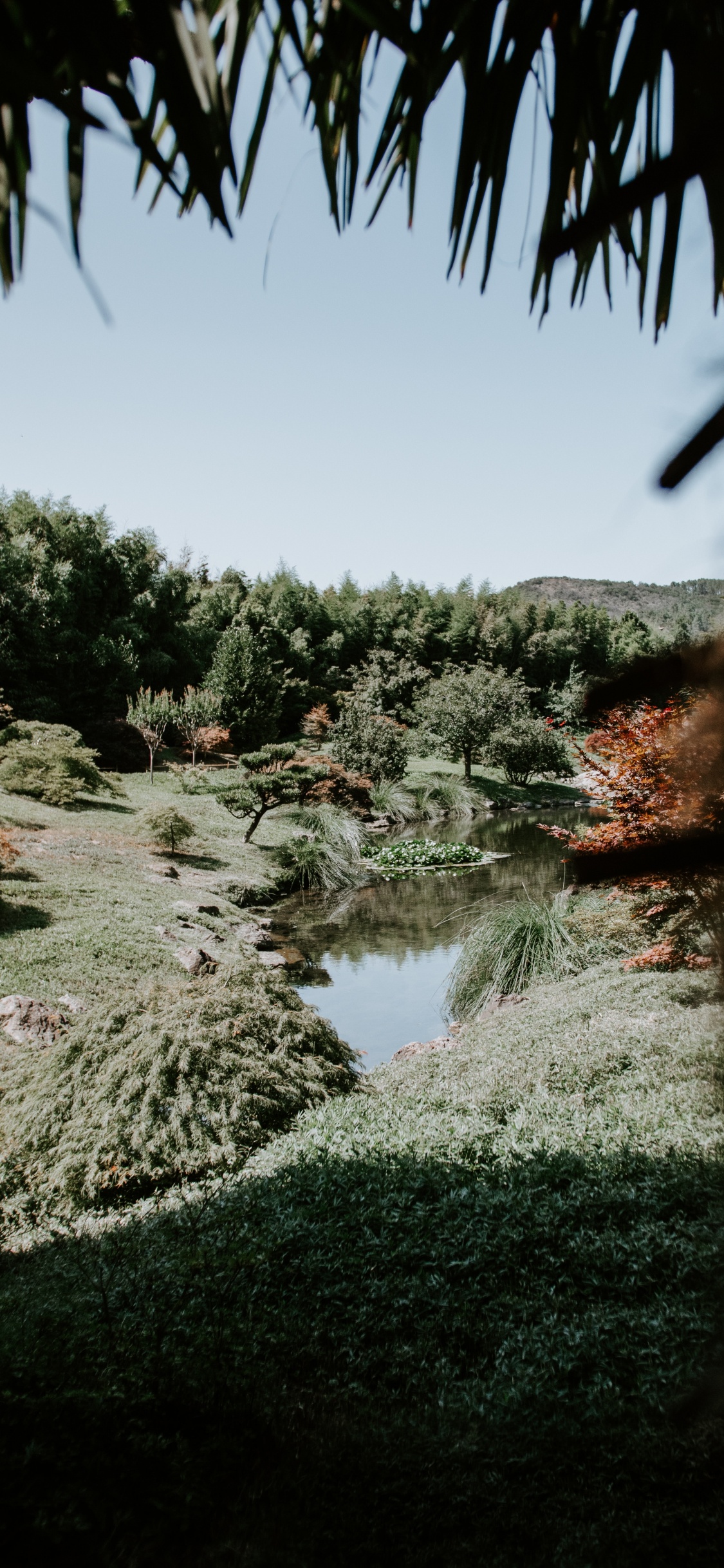 Обои природа, дерево, растительность, вода, природный ландшафт в разрешении 1125x2436