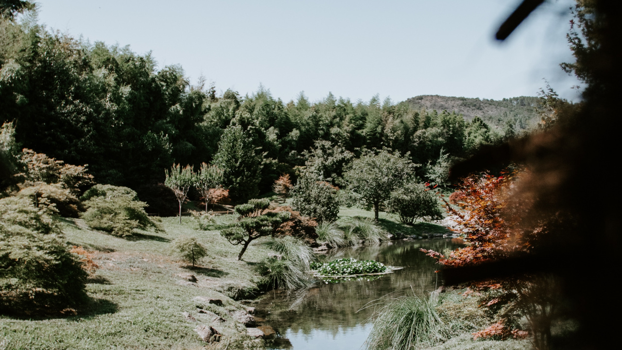 Обои природа, дерево, растительность, вода, природный ландшафт в разрешении 1280x720