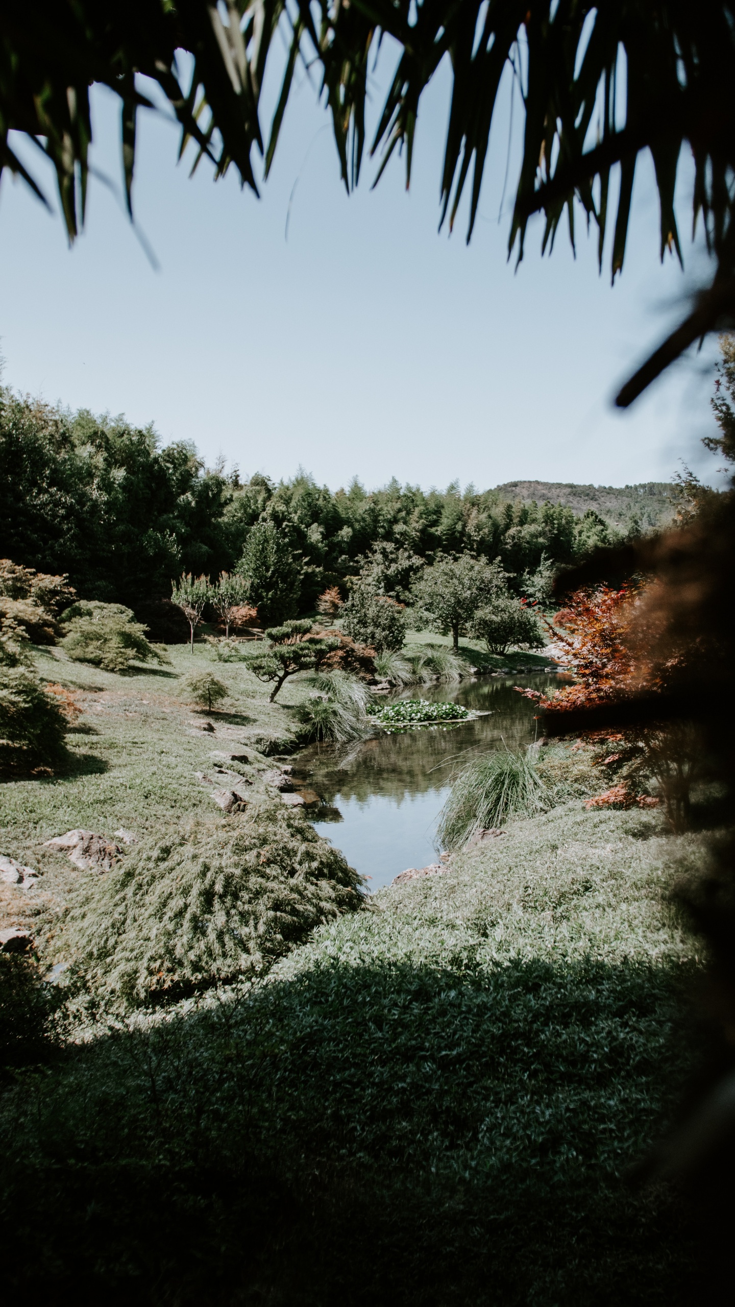 Обои природа, дерево, растительность, вода, природный ландшафт в разрешении 1440x2560