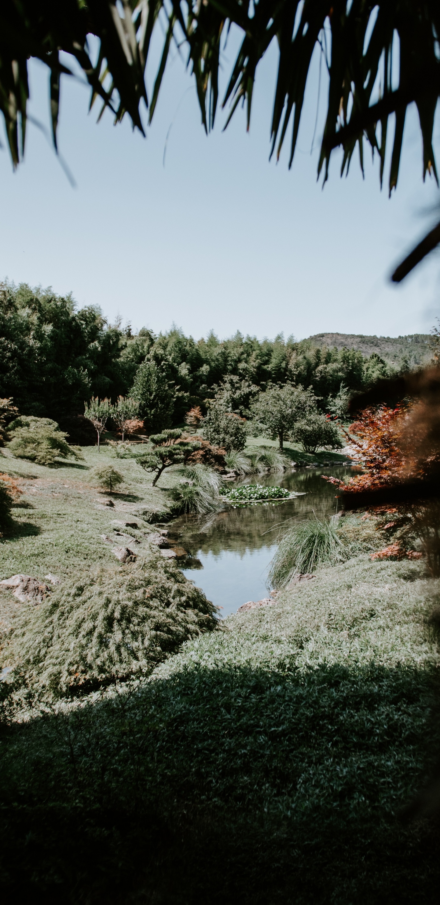 Обои природа, дерево, растительность, вода, природный ландшафт в разрешении 1440x2960