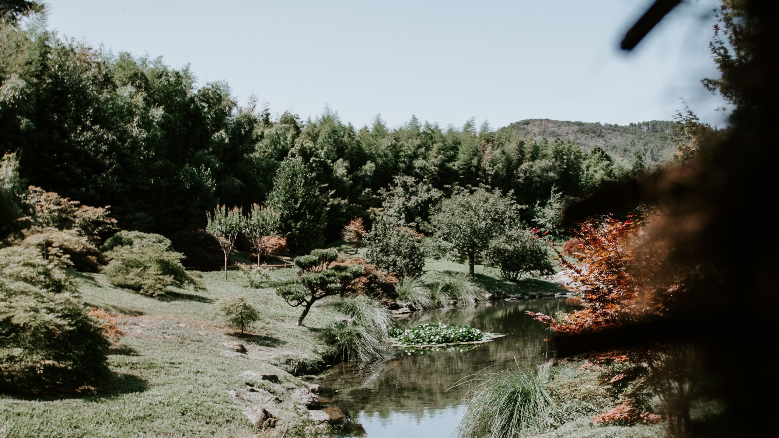 Обои природа, дерево, растительность, вода, природный ландшафт в разрешении 2560x1440