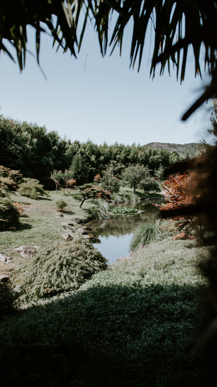 Обои природа, дерево, растительность, вода, природный ландшафт в разрешении 750x1334