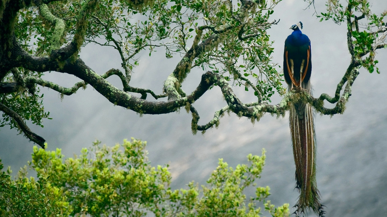 Обои ветвь, дерево, растение, лес, Национальный Парк Яла в разрешении 1280x720