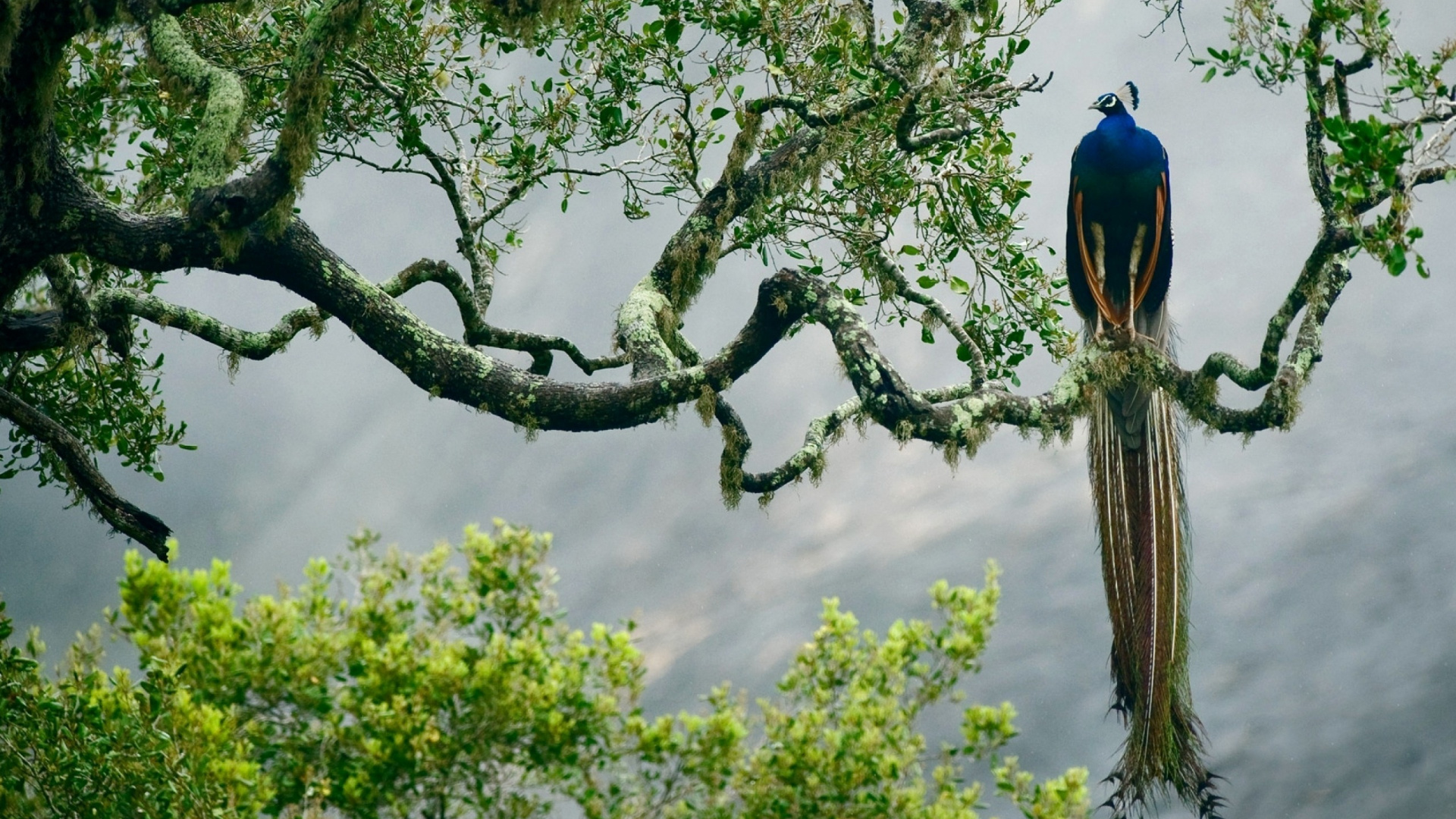 Обои ветвь, дерево, растение, лес, Национальный Парк Яла в разрешении 1920x1080