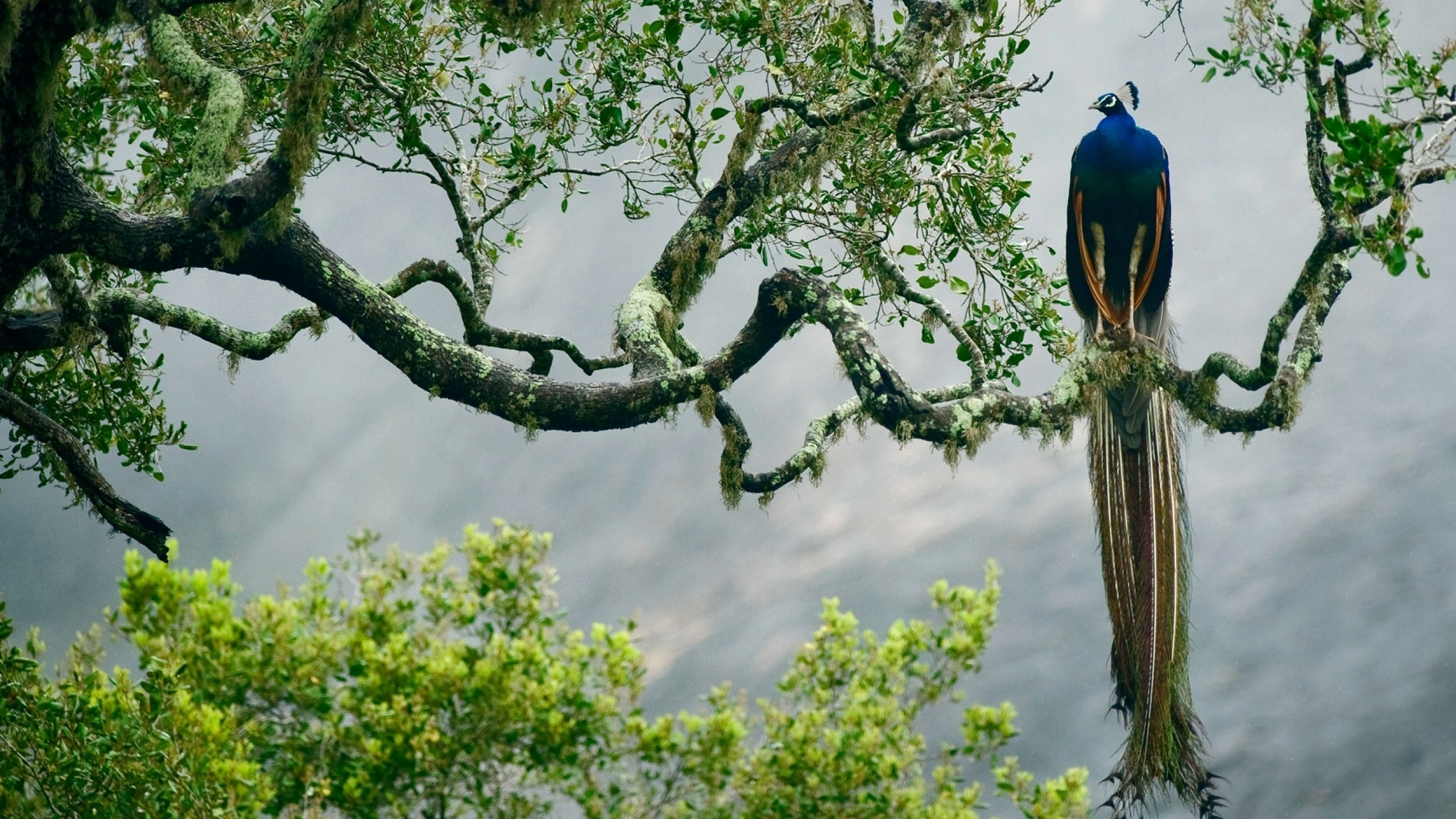 Обои ветвь, дерево, растение, лес, Национальный Парк Яла в разрешении 2560x1440