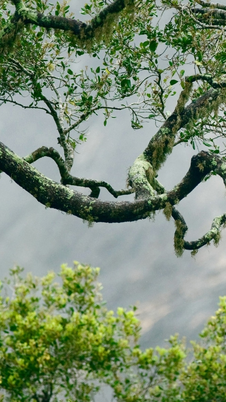 Обои ветвь, дерево, растение, лес, Национальный Парк Яла в разрешении 750x1334