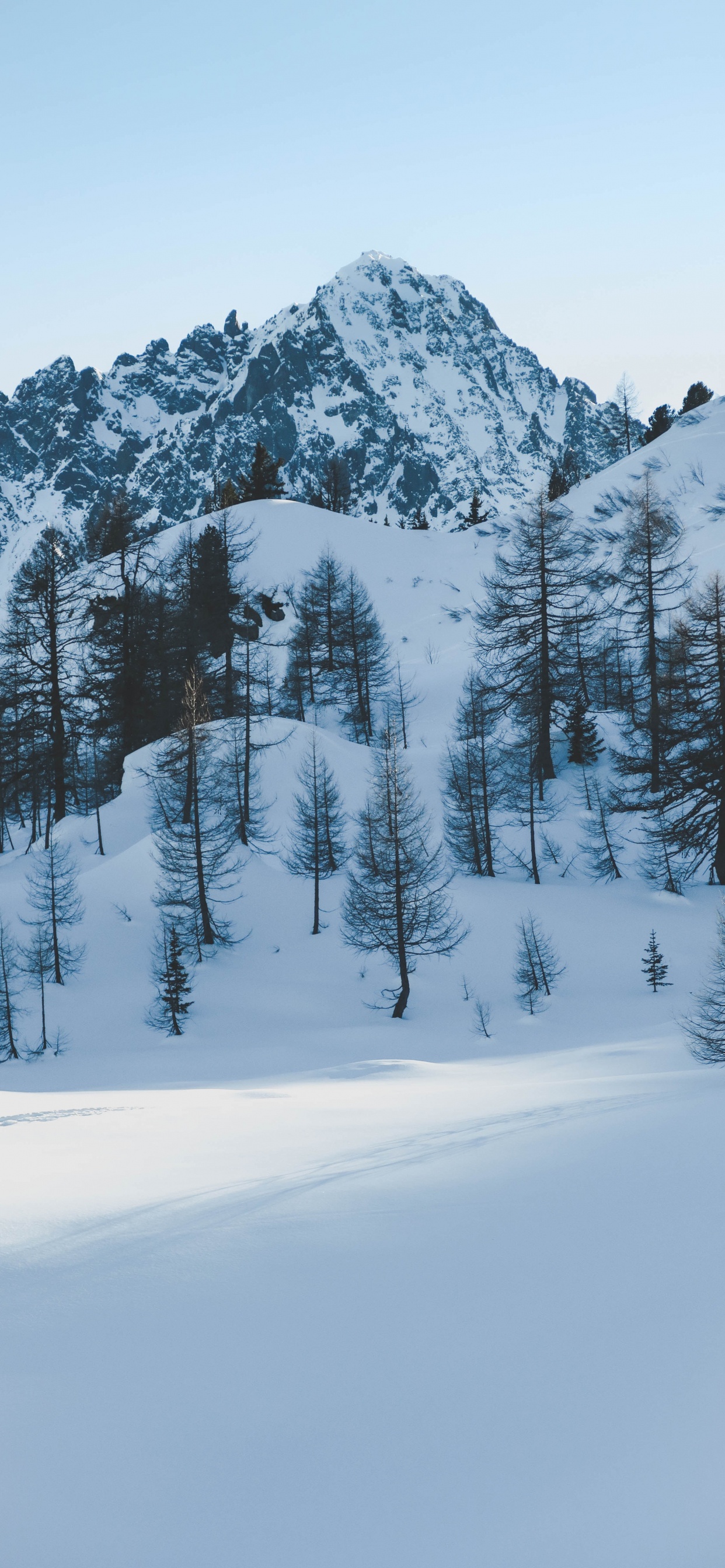 Обои зима, снег, дерево, замораживание, пихта в разрешении 1242x2688