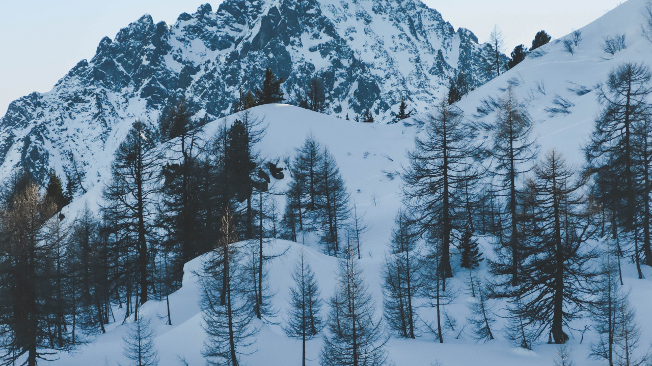 Обои зима, снег, дерево, замораживание, пихта в разрешении 1280x720