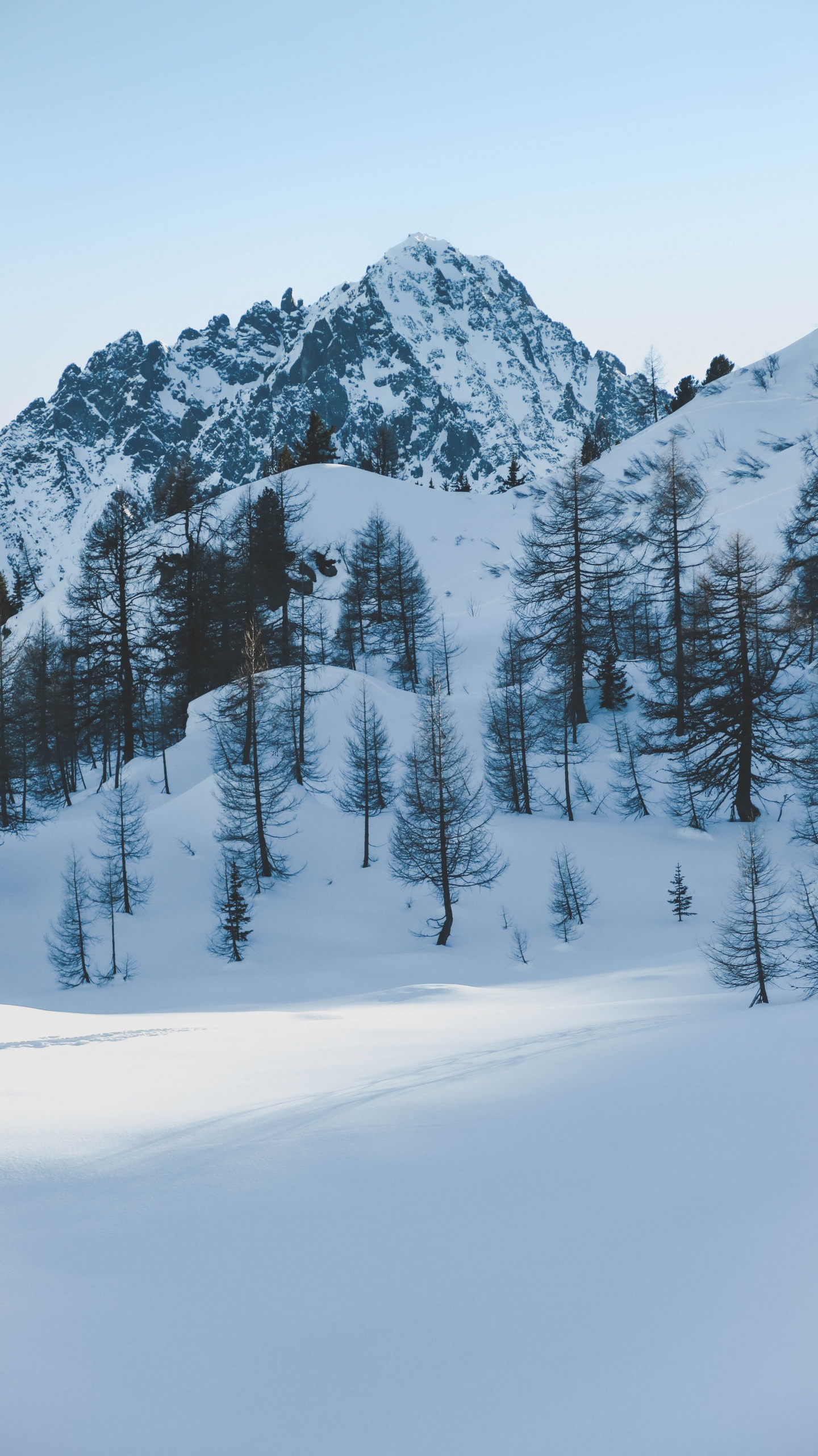 Обои зима, снег, дерево, замораживание, пихта в разрешении 1440x2560