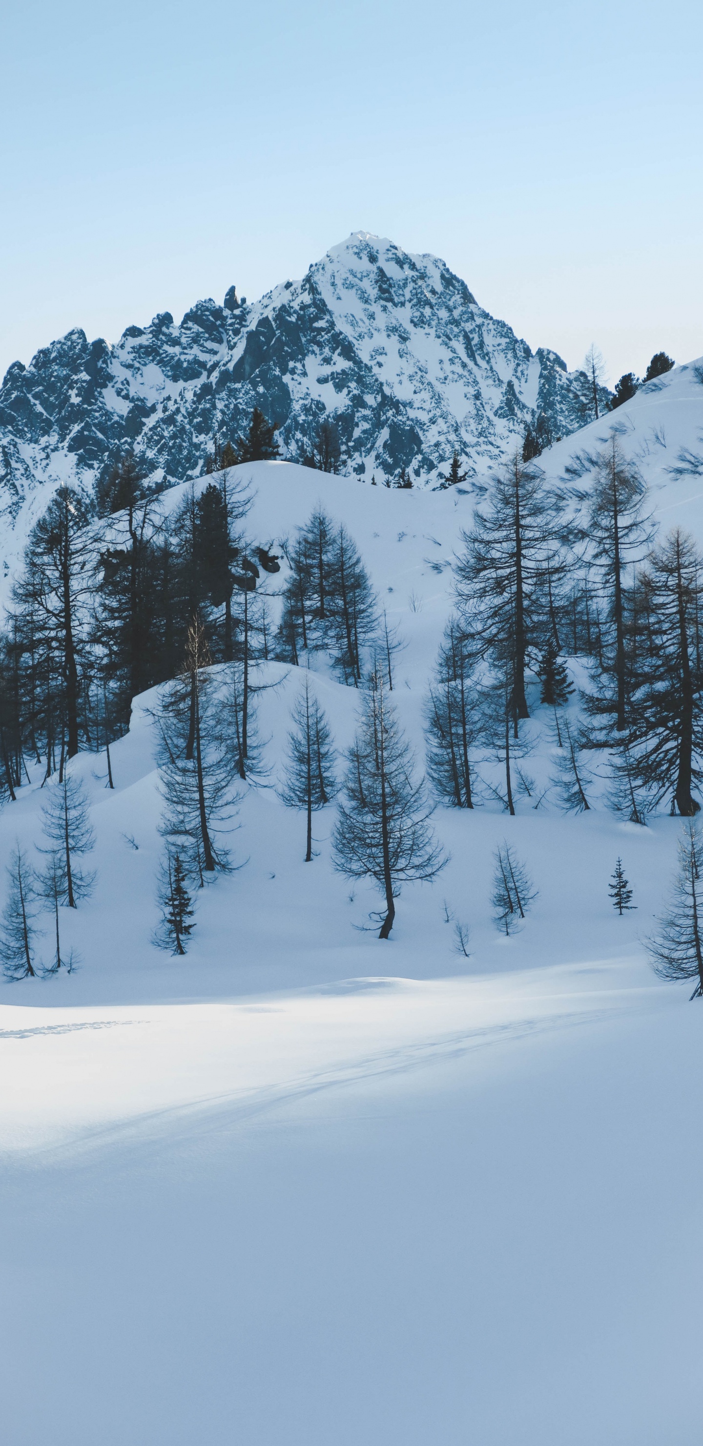 Обои зима, снег, дерево, замораживание, пихта в разрешении 1440x2960