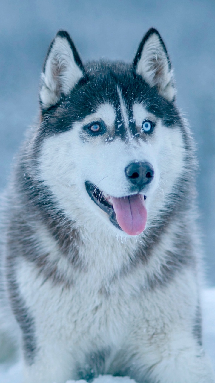 Обои Себирская Хаски, золотистый ретривер, хаски, ездовая собака, собака породы в разрешении 720x1280