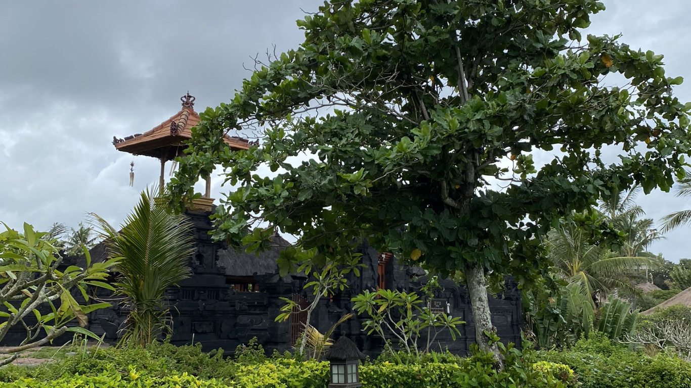 Обои дерево, растительность, лист, растение, облако в разрешении 1366x768