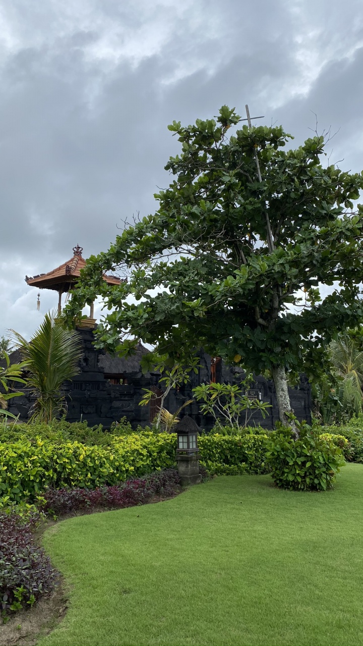 Обои дерево, растительность, лист, растение, облако в разрешении 720x1280