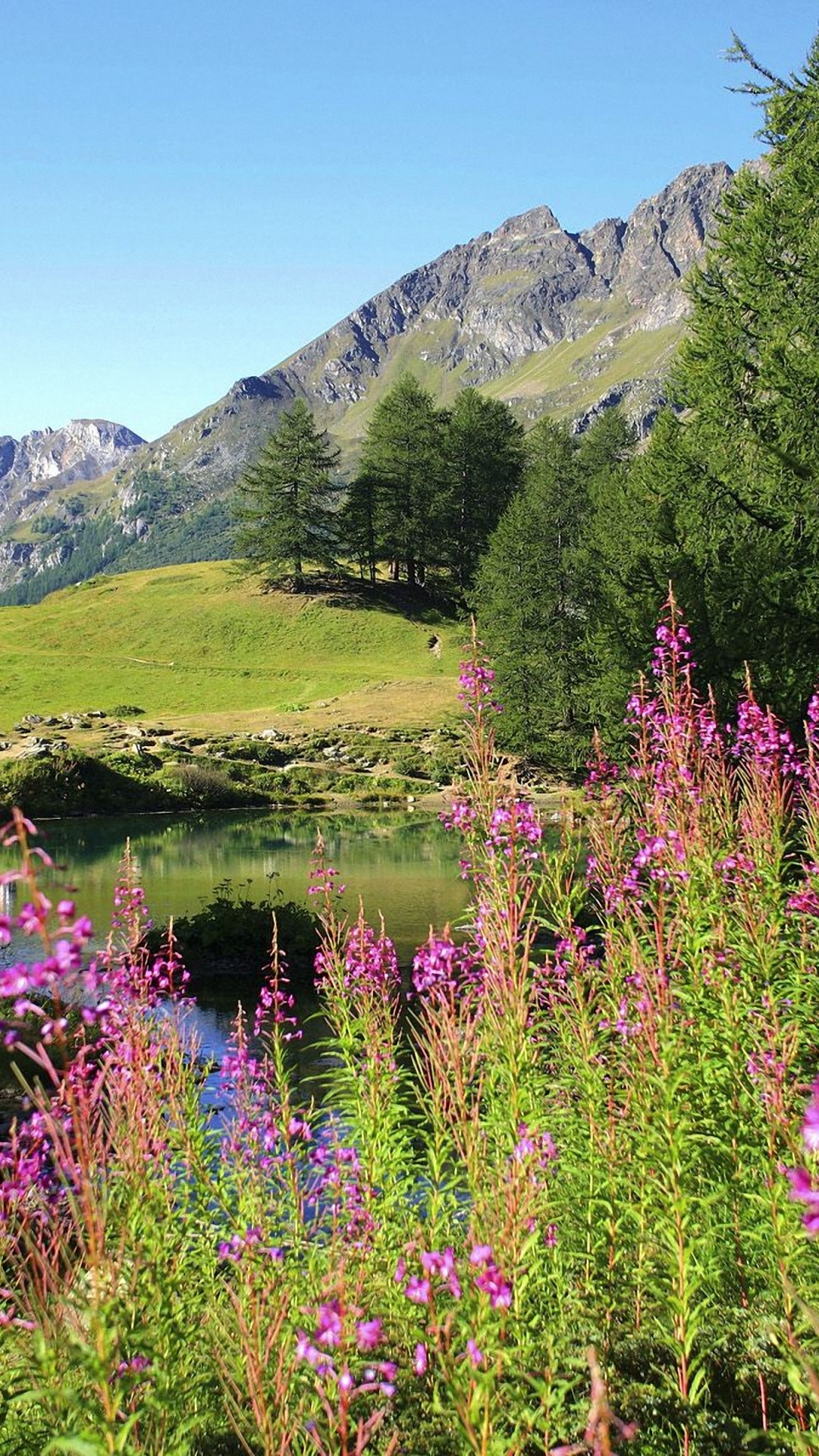 Обои весна, природа, дикая местность, полевой цветок, луг в разрешении 1080x1920