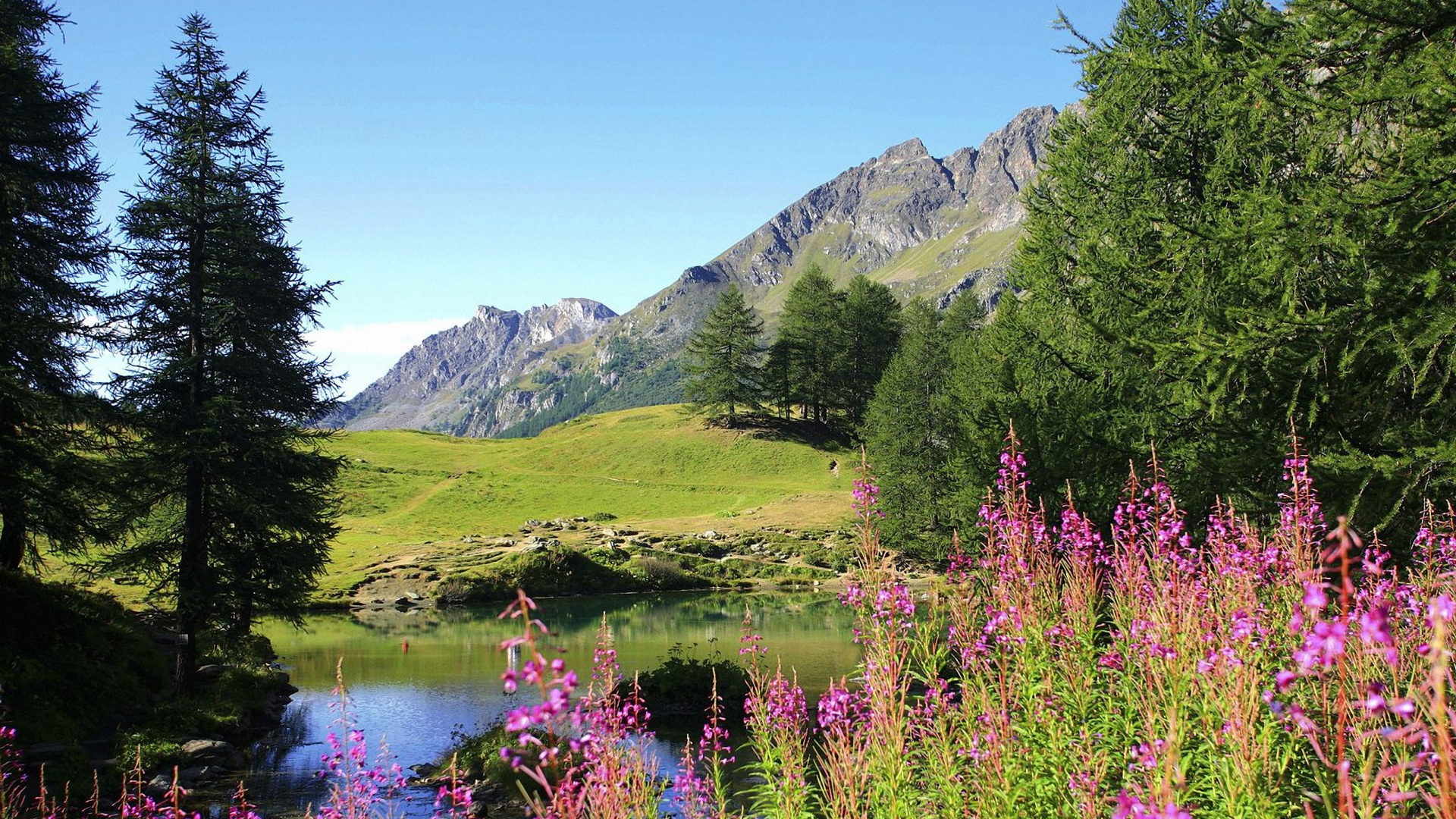 Обои весна, природа, дикая местность, полевой цветок, луг в разрешении 1920x1080