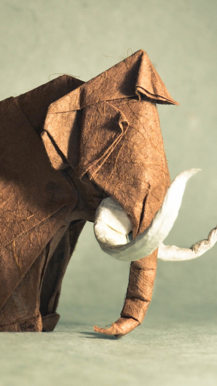 Обои морда, африканский слон, живая природа, телевидение, индийский слон в разрешении 720x1280